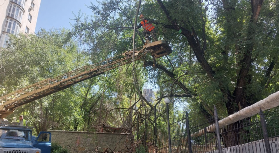 Қазақстанда ағашты заңсыз кескендерге жаза қатаң болады