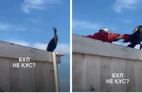 Суқұзғынды ұстаған жұмысшыға айыппұл салына ма?