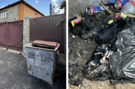 Пакетке салынған: Қостанайда қоқыстан күшіктер табылды