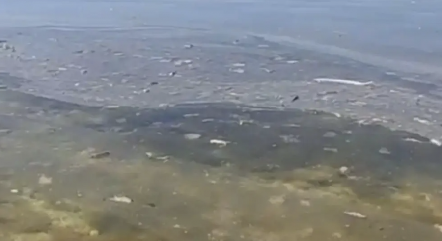 Ақтау тұрғындары теңіз бетінде май дақтары мен қоқысты байқады