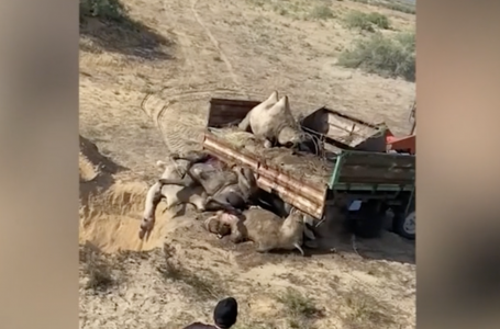 Атырау облысында түйелер белгісіз індеттен қырылып жатыр