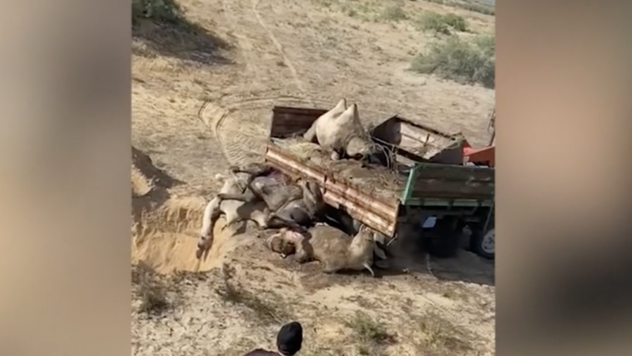 Атырау облысында түйелер белгісіз індеттен қырылып жатыр