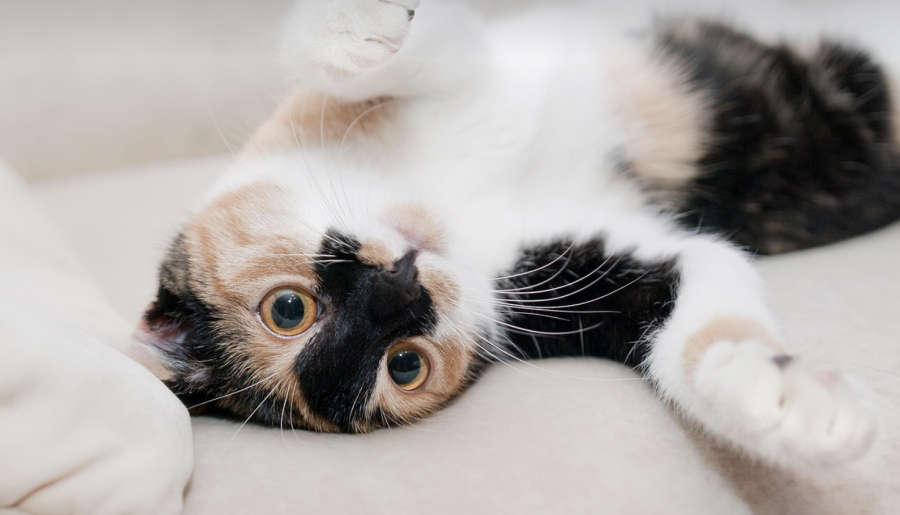 Екі бала мысықты өртеп, оқиға орнынан қашып кеткен