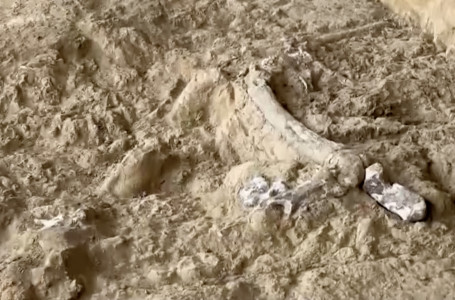 Грузияда ежелгі адамның сүйегі табылды