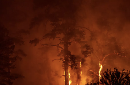 ШҚО-да найзағай салдарынан ормандарда 17 өрт шықты