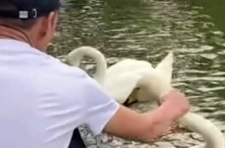 Алматыдағы Ботаникалық бақта аққуды мойнынан қылғындырған ер адам 7 күнге қамалды