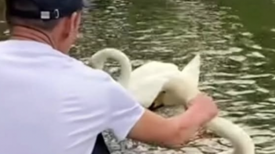 Алматыдағы Ботаникалық бақта аққуды мойнынан қылғындырған ер адам 7 күнге қамалды