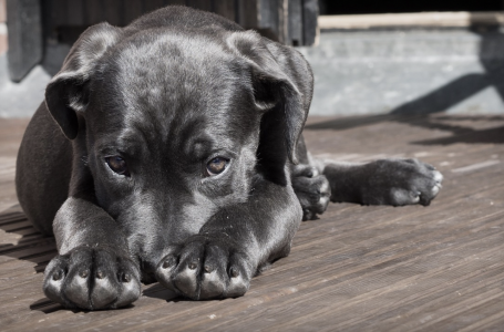 Алматыда демалыс базасындағы иттің өліміне байланысты қылмыстық іс қозғалды