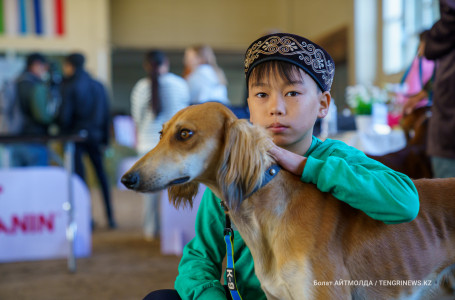 Тоқаев тазы мен төбетті ұлттық бренд ретінде насихаттауға тапсырды