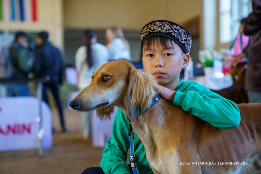 Тоқаев тазы мен төбетті ұлттық бренд ретінде насихаттауға тапсырды