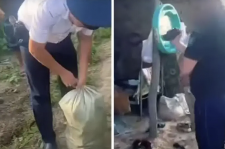 Алматы облысында жүгері алқабының орнына қарасора өсіргендер әшкереленді