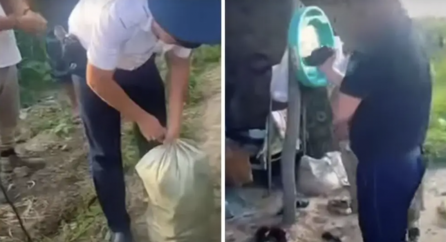 Алматы облысында жүгері алқабының орнына қарасора өсіргендер әшкереленді