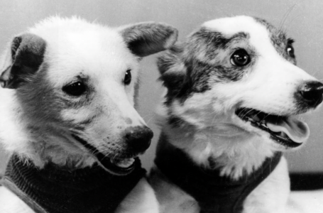 Ғарышқа алғаш жол тартқан иттер туралы не белгілі?