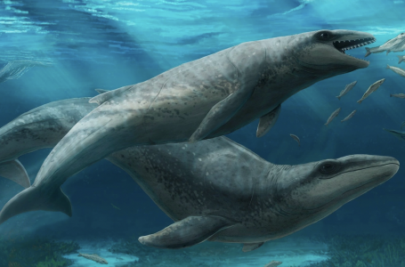 Аустралияда акулаға ұқсас ежелгі киттің сүйектері табылды