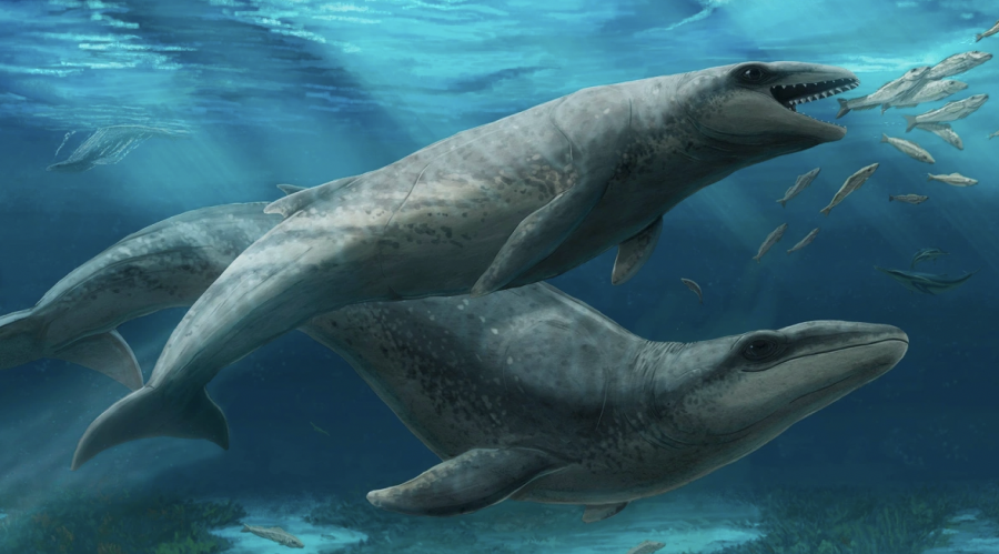 Аустралияда акулаға ұқсас ежелгі киттің сүйектері табылды