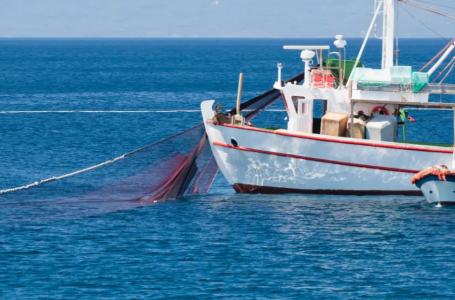 Қазақстандағы “мафия“ балық экспортынан 80 миллиард теңге тапқан