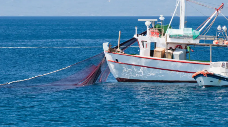 Қазақстандағы “мафия“ балық экспортынан 80 миллиард теңге тапқан