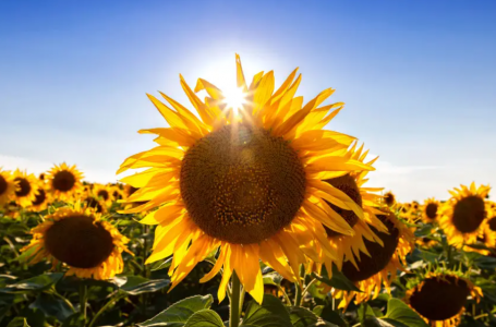 Күн күйіп тұр: аптап сақталатын өңірлер аталды