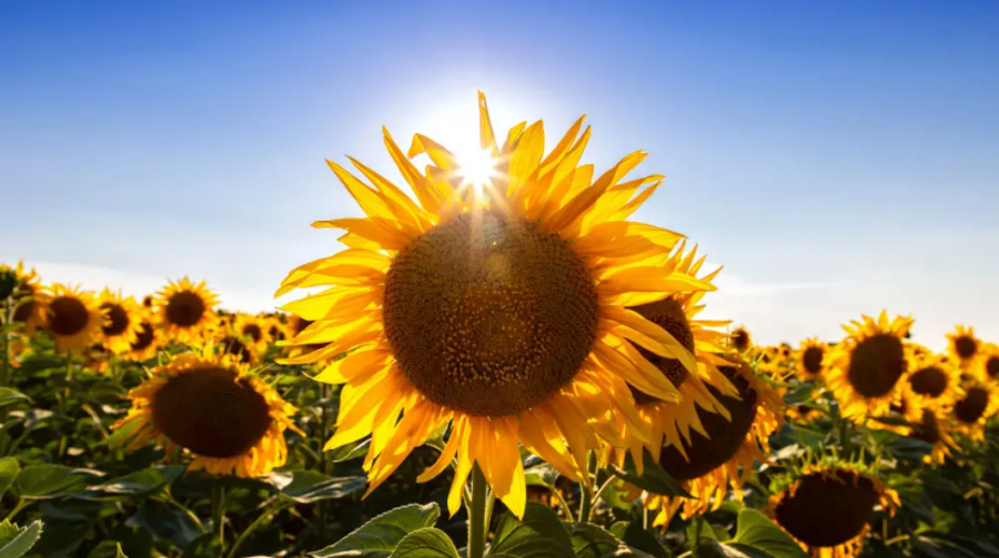 Күн күйіп тұр: аптап сақталатын өңірлер аталды