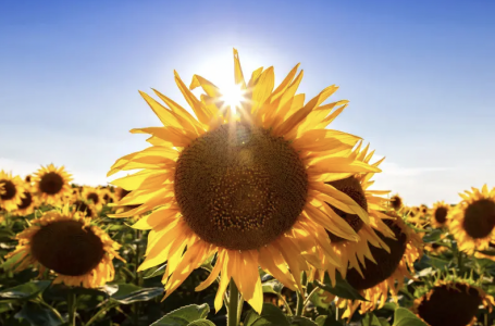 Қайтадан аптап болады: қай өңірде ауа температурасы +37 градус болады?