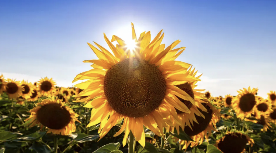 Қайтадан аптап болады: қай өңірде ауа температурасы +37 градус болады?