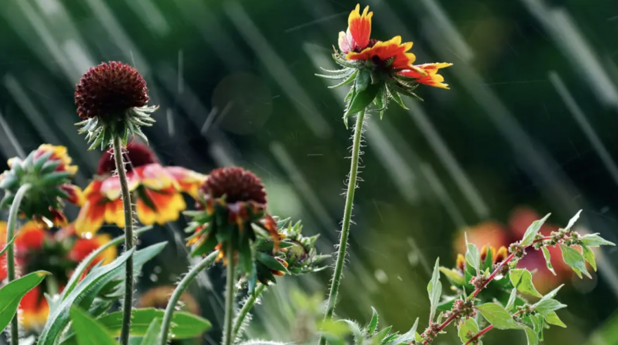 Құбылмалы: синоптиктер ауа рай қандай болатынын айтты