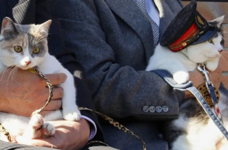 Жапонияда мысық басшы болып тағайындалды