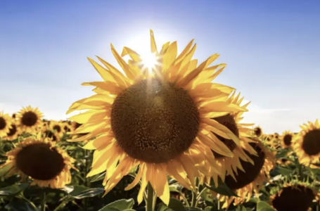 -2 градустан +30-ға дейін: бүгін ауа райы қандай болады?