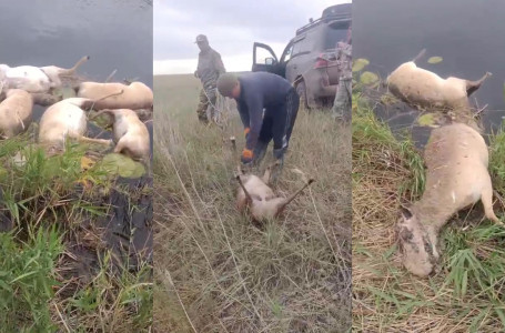 Ақтөбе облысында 100-ден аса киік өлексесі табылды