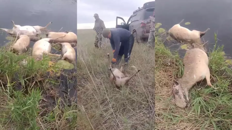 Ақтөбе облысында 100-ден аса киік тапталып қырылды