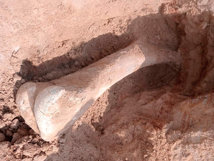 СҚО тұрғыны балық аулап жүріп мамонт сүйегін тауып алған