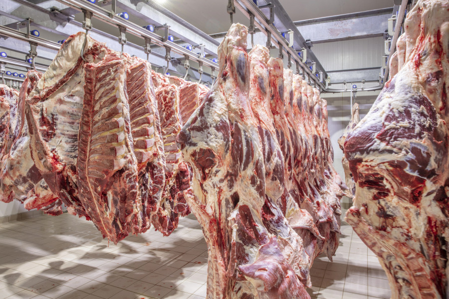 Қазақстанда сиыр еті бойынша жедел желі іске қосылды