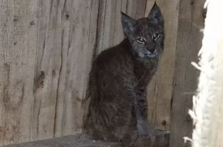 Сирек кездесетін жағдай: Ақмола облысында бөлтірік табылды