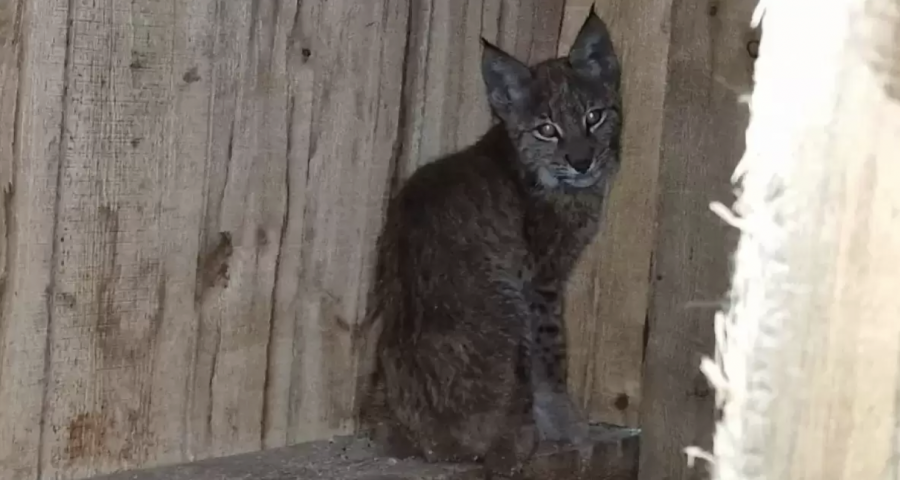 Сирек кездесетін жағдай: Ақмола облысында бөлтірік табылды