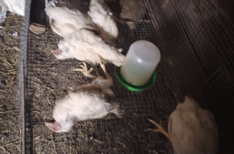 СҚО-да үй құстары жаппай қырылып жатыр