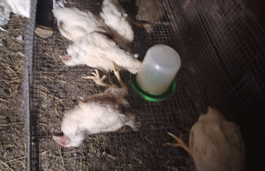 СҚО-да үй құстары жаппай қырылып жатыр