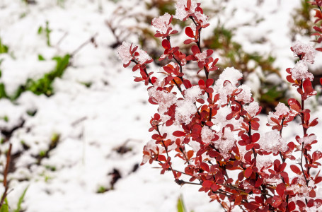 Көктайғақ, қар: демалыста ауа райы қандай болады?