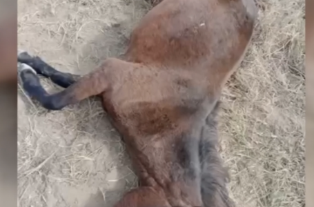 Нұра ауданында қожалық иесі жеріне түскен жылқыларды қырып тастады