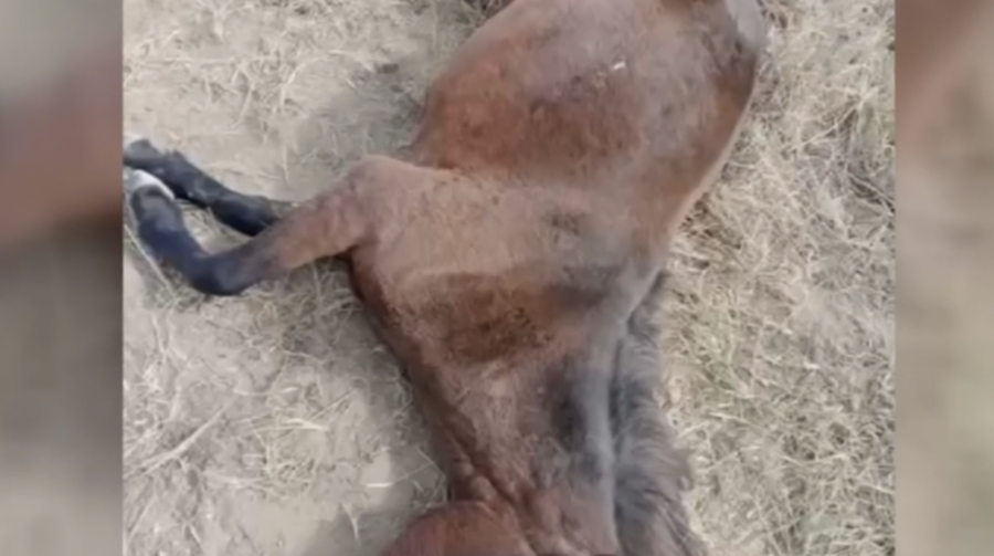 Нұра ауданында қожалық иесі жеріне түскен жылқыларды қырып тастады