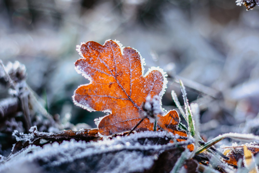 Қар, жаңбыр, тұман: алдағы күндері ауа райы қандай болады?