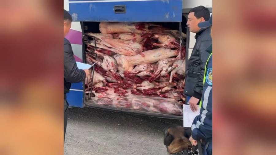 100-ден аса малдың еті тиелген: Жетісу облысында жолаушылар автобусы тоқтатылды 