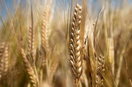 Қазақстаннан бидай жеткізуге тыйым: Ресей шектеулерді қашан алып тастайды?