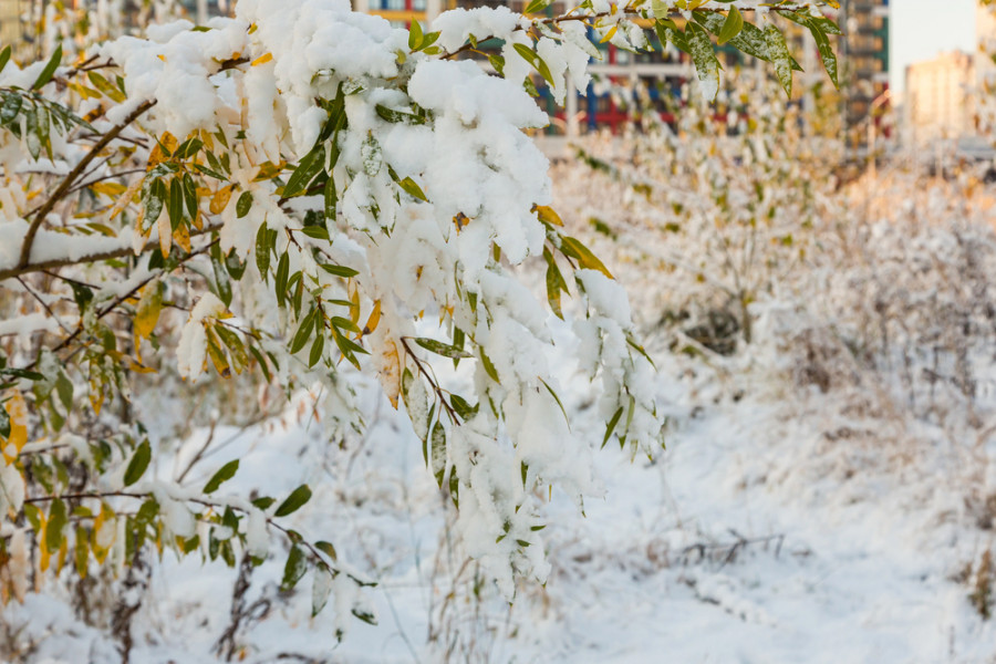 Жаңбыр мен қар жауады: бүгін ауа райы қандай болады?