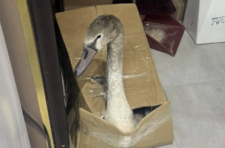 Олар аңқау ақымақты жібітеді