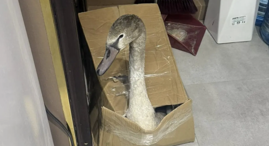 Еріннің порно фотосы