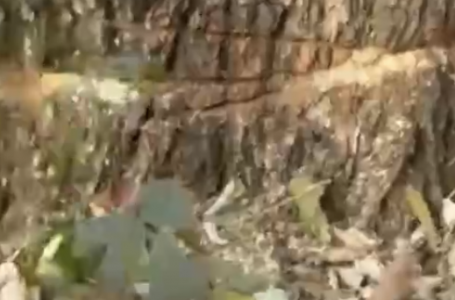 Баум тоғайында ағаш заңсыз оталғаны анықталды