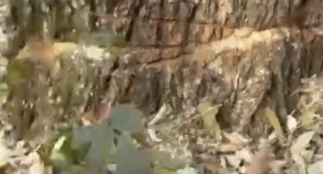 Баум тоғайында ағаш заңсыз оталғаны анықталды