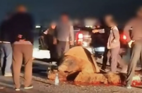 Маңғыстауда көлік жүргізушісі түйемен соқтығысты