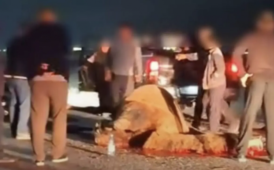 Маңғыстауда көлік жүргізушісі түйемен соқтығысты