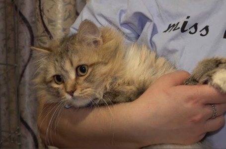 Петропавл тұрғыны үйінде 100-ге жуық ит-мысық асырайды 